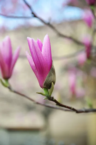 Tiro Vertical Flores Florescendo Magnolia — Fotografia de Stock