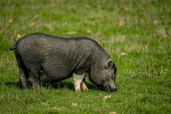 畑に黒い豚が放牧されている — ストック写真