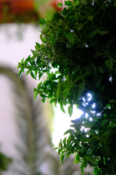 Closeup Shot Fresh Green Basil Bush Growing Garden Guimar Spain — стоковое фото