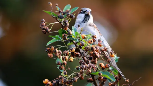 Een Selectieve Focus Shot Van Een Mus Een Vuurdoorn Tak — Stockfoto