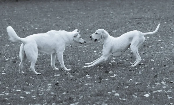 Grayscale Shot Porcelaine Hound Swiss White Shepherd Dogs Playing Meadow — стоковое фото