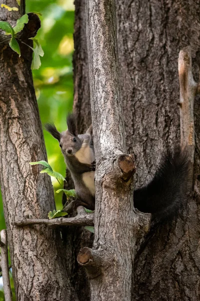 Pionowe Ujęcie Słodkiej Puszystej Wiewiórki Bagażniku — Zdjęcie stockowe