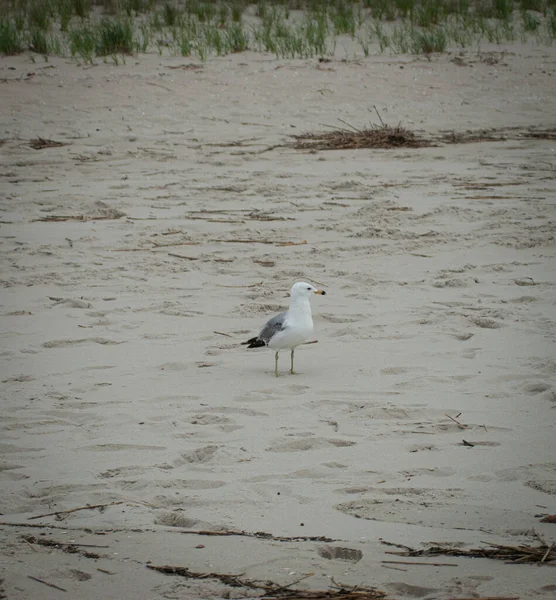 Acloseup Laridae Flying Cloudy Sky — стоковое фото