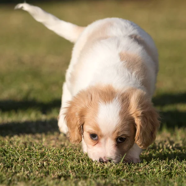 Porträt Eines Entzückenden Beagle Welpen Einem Park Sonnenlicht — Stockfoto