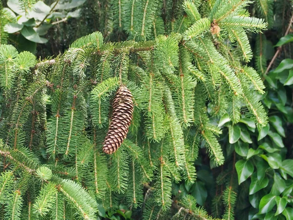 Growing Spruce Branches Needles Cone — Stock Photo, Image