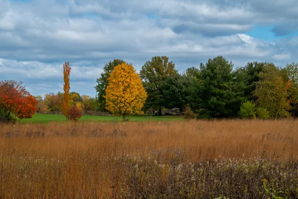 Piękna Jesienna Scena Parku Kolorowych Opadłych Liści — Zdjęcie stockowe