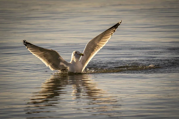 Mås Som Flyger Och Fångar Sitt Byte Vattnet — Stockfoto