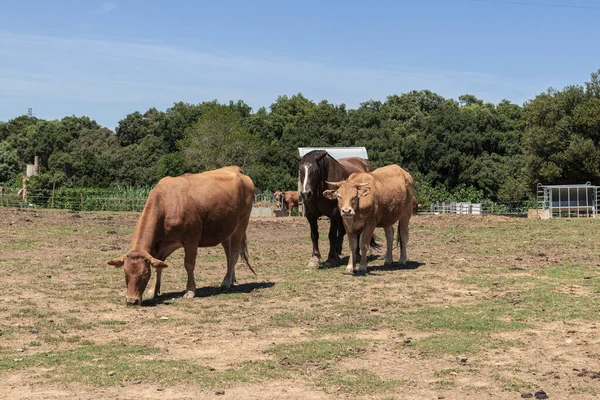 Una Manada Toros Pastando Granja — Foto de Stock