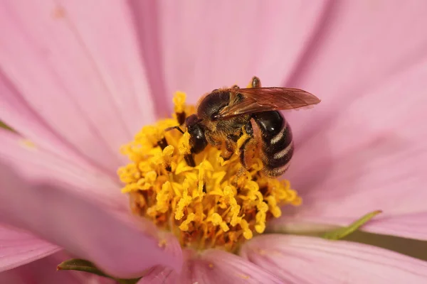庭のピンクのコモスの花に雌の雄牛頭の溝の蜂 Lasioglossum Zonulum — ストック写真