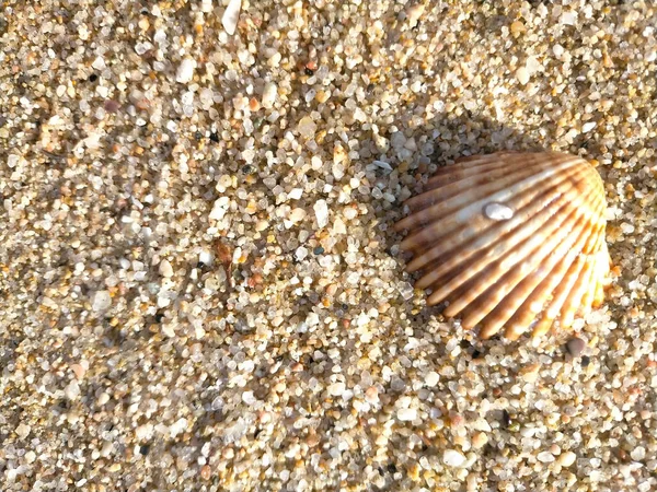 コピースペースのある小石のビーチでのカクテルのトップビュー — ストック写真