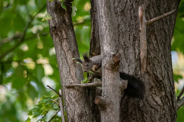Ein Niedliches Flauschiges Eichhörnchen Auf Einem Baumstamm — Stockfoto