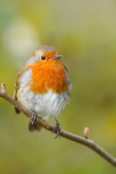 Foco Raso Robin Sentou Pássaro Sentado Galho Árvore Fundo Turvo — Fotografia de Stock