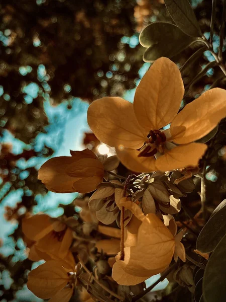 庭に咲くセナのクローズアップ垂直ショット — ストック写真