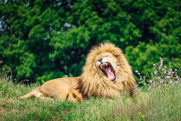 A big lion yawning lying on the grass