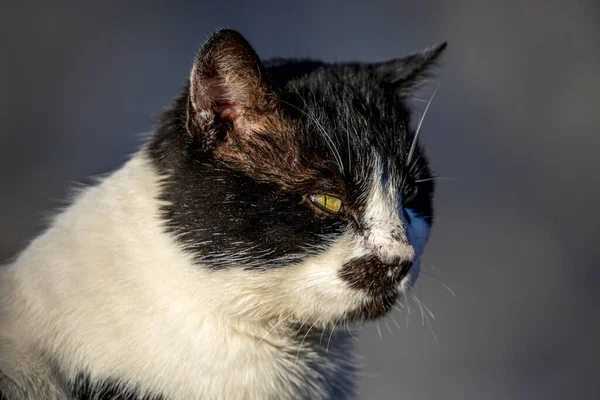 Close Gato Adulto Olhando Para Algo Contra Fundo Turvo — Fotografia de Stock