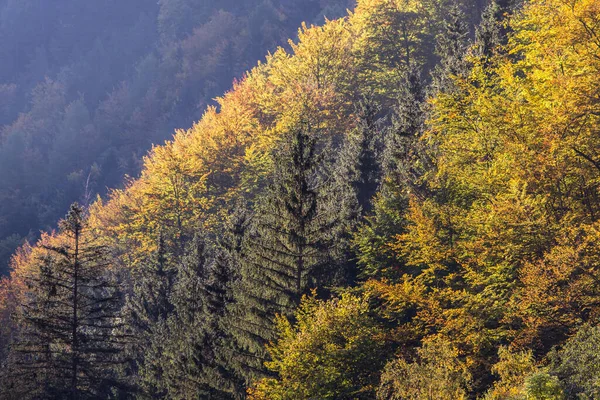 Осенняя Сцена Красочными Деревьями Туманом Озере Австрии — стоковое фото