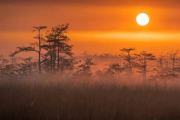 Une Vue Panoramique Sur Parc National Des Everglades Floride Lever — Photo