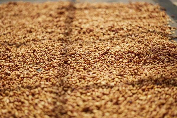 Close Shot Pile Raw Fresh Coffee Beans Honey Processing — Stock Photo, Image