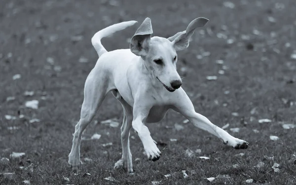 Grayscale Shot Porcelaine Hound Playing Meadow — Stock Fotó