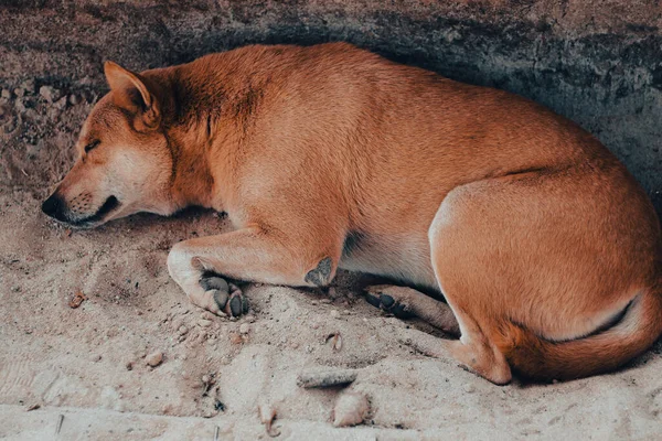 Ένα Κοντινό Πλάνο Ενός Σκύλου Που Κοιμάται Έξω Κατά Διάρκεια — Φωτογραφία Αρχείου