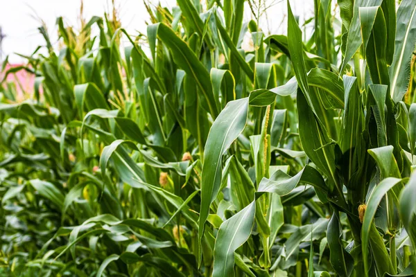 Крупним Планом Зелене Поле Кукурудзою Росте — стокове фото