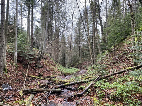 Schöne Aussicht Auf Den Dichten Wald Mit Hohen Bäumen Polen — Stockfoto