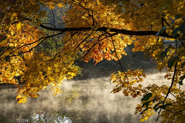Brünn Tschechische Republik Oktober 2021 Nahaufnahme Eines Herbstbaums Der Nähe — Stockfoto