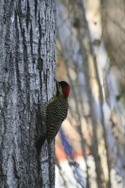Vertical Shot Woodpecker Tree — Stock Photo, Image