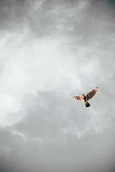Nízkoúhlý Výstřel Ptáka Letícího Proti Ponuré Obloze — Stock fotografie