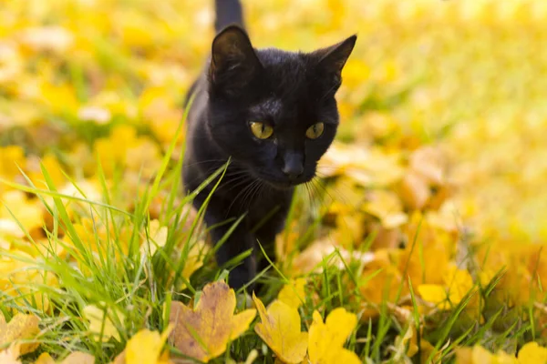Egy Sárga Szemű Fekete Macska Sárga Lehullott Levelekkel Füvön — Stock Fotó