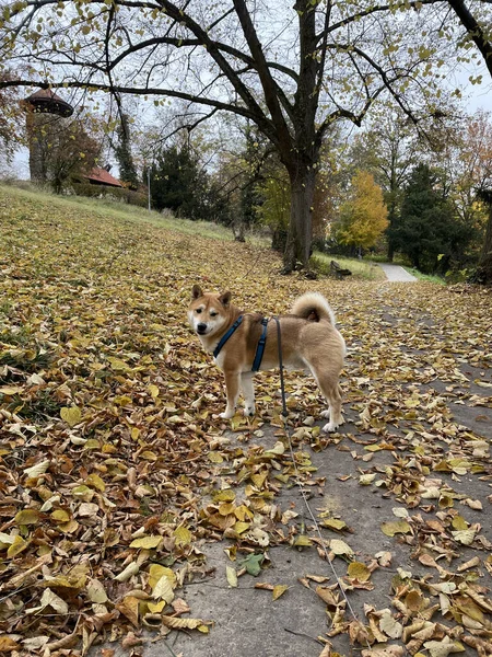 Вертикальный Снимок Милой Собаки Акиты Стоящей Красивом Парке Большим Количеством — стоковое фото