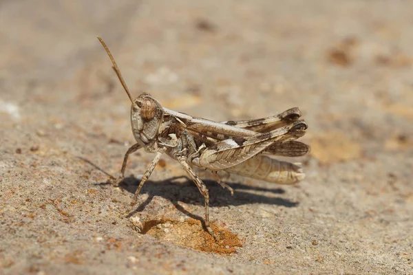 Primer Plano Del Grasshopperr Jago Dociostaurus Jagoi Gard Sentado Sobre —  Fotos de Stock