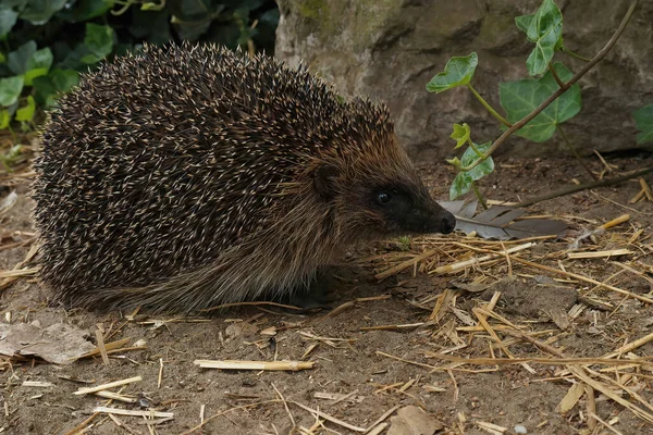 Zbliżenie Jeża Europejskiego Erinaceus Europaeus Ogrodzie — Zdjęcie stockowe