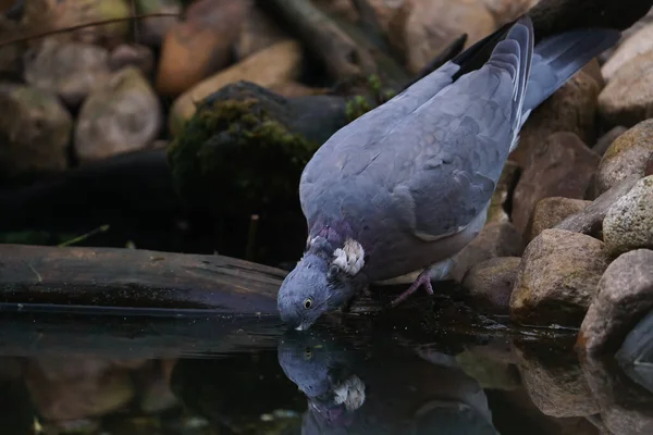 Closeup Shot Gray Pigeon Drinking Water Lake Standing Old Piece — Stock Photo, Image