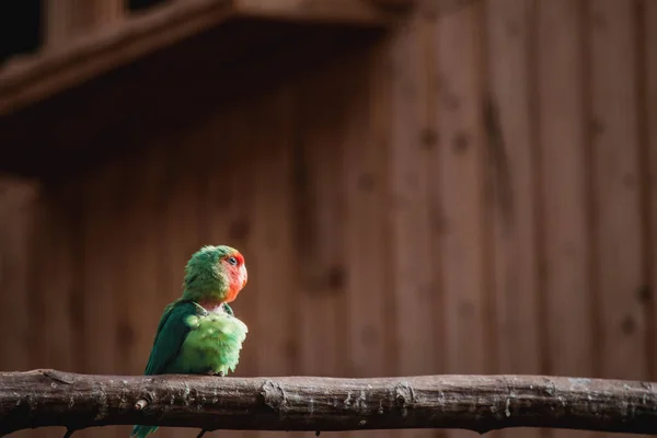 Vue Perroquet Perché Sur Bâton Bois — Photo