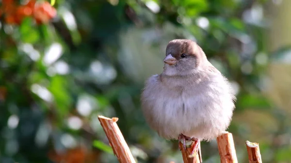 Selective Focus Shot Perched Sparrow — Stock Photo, Image