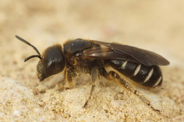 Κοντινό Πλάνο Ενός Θηλυκού Από Τις Μελαχρινές Μέλισσες Halictus Maculatus — Φωτογραφία Αρχείου