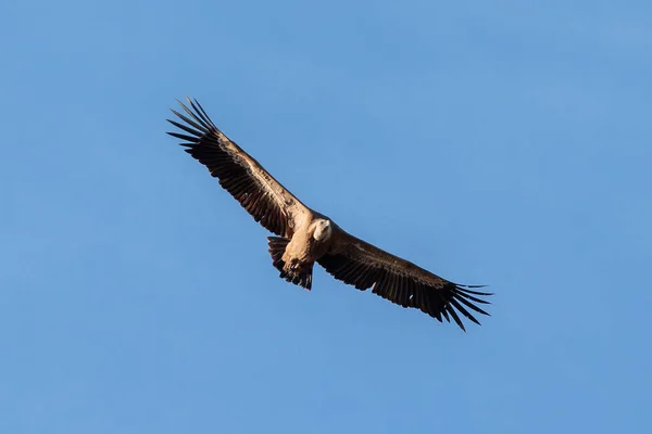 Een Griffon Vulture Vliegend Heldere Blauwe Lucht — Stockfoto