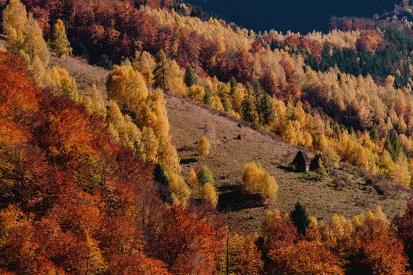 Uma Bela Vista Outono Árvores Floresta Densa — Fotografia de Stock