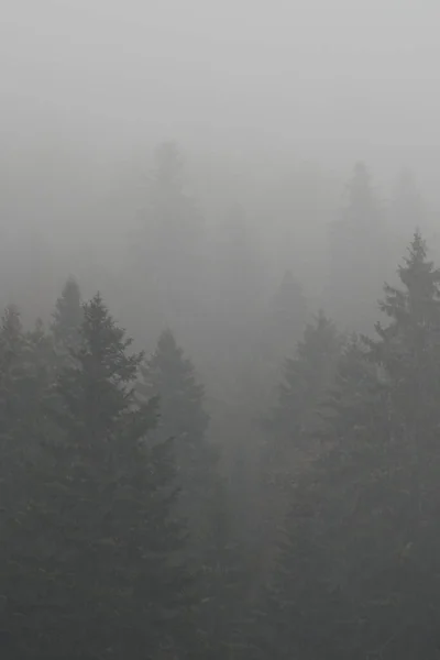 Tiro Vertical Árboles Bosque Cubierto Niebla Día Sombrío —  Fotos de Stock