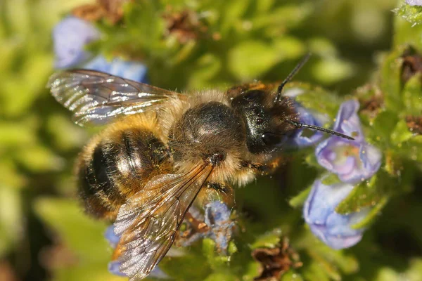 Closeup Fema Red Mason Bee Osmia Rufa Drinking Nectar Blue — Stock Photo, Image