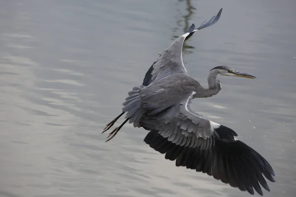 Uma Garça Cinzenta Voando Acima Lago — Fotografia de Stock