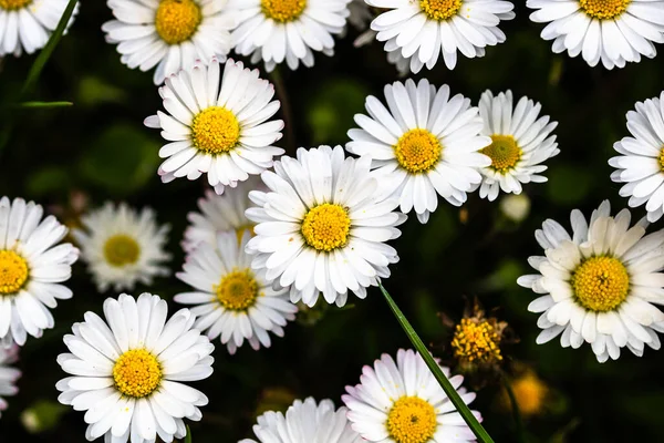 Zbliżenie Pięknych Kwiatów Bellis Perennis Daisy Kwitnie Wiosną — Zdjęcie stockowe