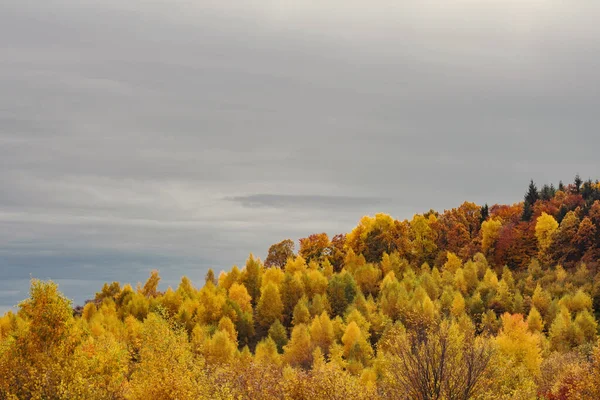 鬱蒼とした森の中の木々の美しい秋の景色 — ストック写真