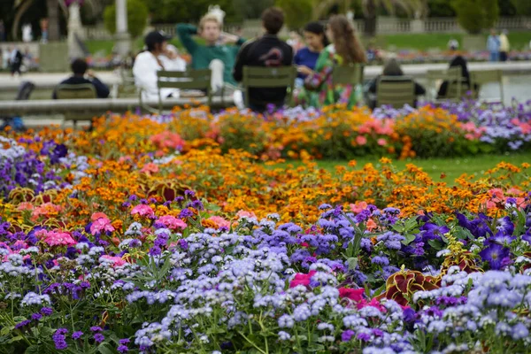 Eine Nahaufnahme Von Schönen Blumen Die Einem Park Wachsen — Stockfoto