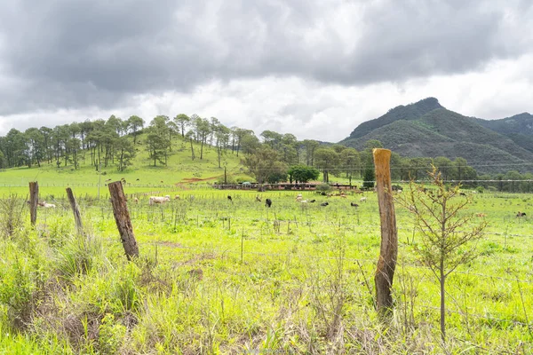 Ein Ländliches Feld Dorf Mirandillas Der Gemeinde Mascota Jalisco — Stockfoto