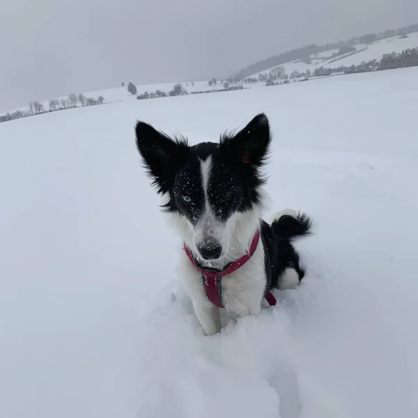 Zbliżenie Collie Granicznej Heterochromią Zaśnieżonym Polu Mroźny Mroczny Zimowy Dzień — Zdjęcie stockowe