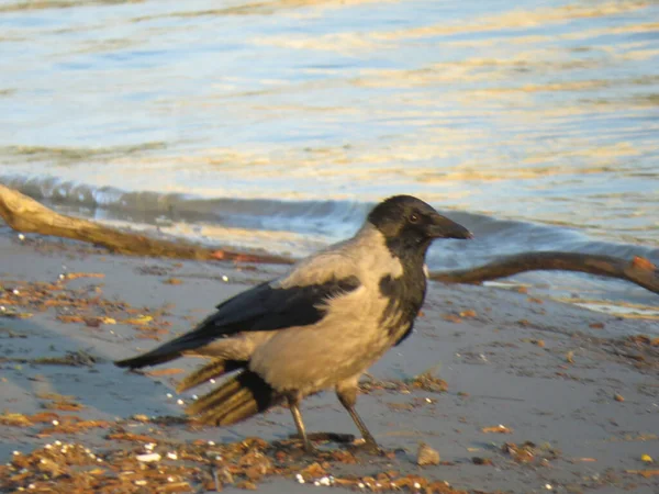 Closeup Shot Crow Bird Sea Shore — стоковое фото