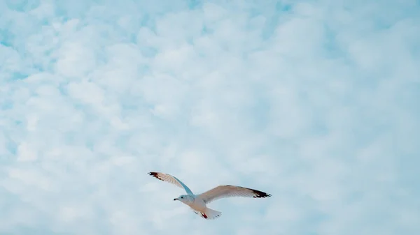 Uma Gaivota Voando Alto Céu Nublado Dia Ensolarado — Fotografia de Stock