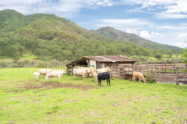 メキシコのハリスコ州マスコタで晴れた日に畑で牛の群れ — ストック写真